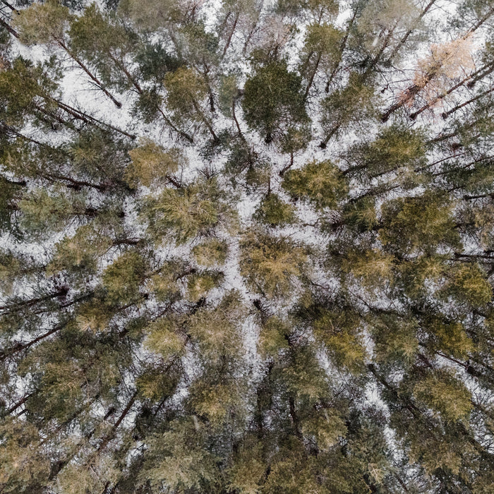 The Wood That Withstands the Heat: Choosing the Best Lumber for Your Sauna