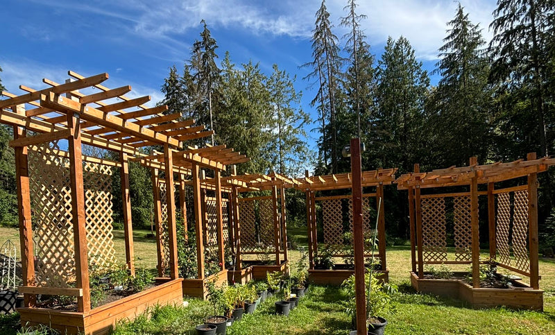 Hemlock [4x4] [6x6] [8-12 Feet]